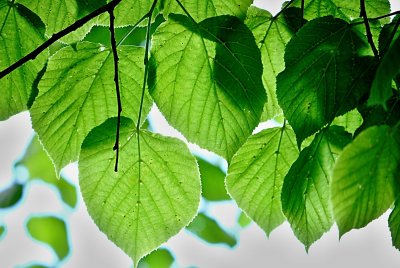 Tilia platyphyllos - lípa velkolistá - letní listy s žilnatinou